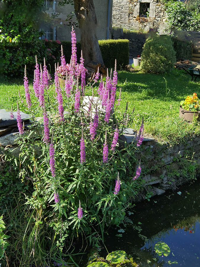 Lythrum salicaria photo